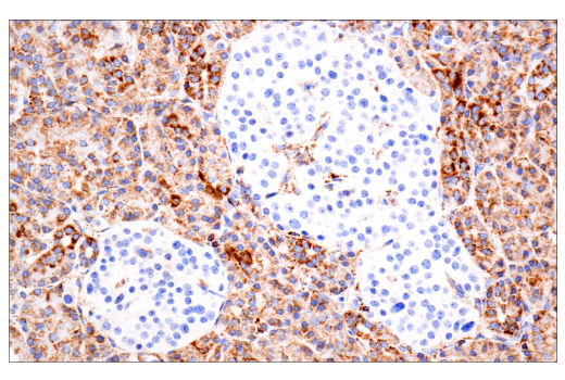 Immunohistochemistry Image 7: TSPO (D1N7Z) Rabbit mAb