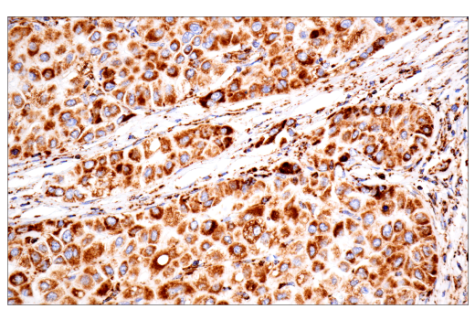 Immunohistochemistry Image 2: TSPO (D1N7Z) Rabbit mAb
