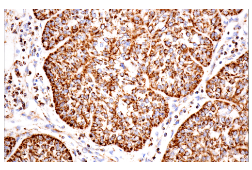 Immunohistochemistry Image 1: TSPO (D1N7Z) Rabbit mAb