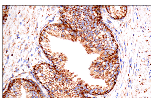 Immunohistochemistry Image 4: TSPO (D1N7Z) Rabbit mAb