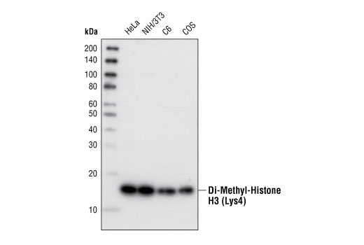 Western Blotting Image 1: Di-Methyl-Histone H3 (Lys4) (C64G9) Rabbit mAb (BSA and Azide Free)