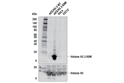Western Blotting Image 1: Histone H3 (K9M Mutant Specific) (E2E9L) Rabbit mAb