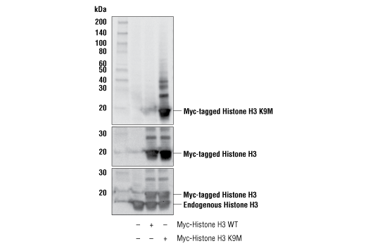 Western Blotting Image 2: Histone H3 (K9M Mutant Specific) (E2E9L) Rabbit mAb