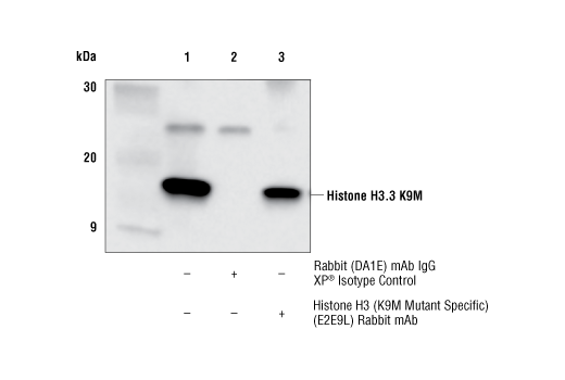 Immunoprecipitation Image 1: Histone H3 (K9M Mutant Specific) (E2E9L) Rabbit mAb