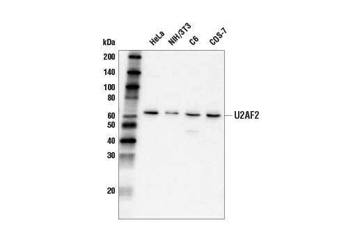 Western Blotting Image 1: U2AF2 Antibody