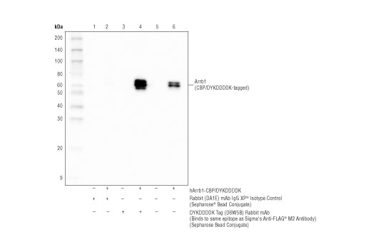 Immunoprecipitation Image 1: DYKDDDDK Tag (D6W5B) Rabbit mAb (Binds to same epitope as Sigma's Anti-FLAG® M2 Antibody) (Sepharose® Bead Conjugate)