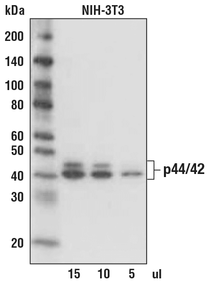 Western Blotting Image 1: Anti-mouse IgG, AP-linked Antibody