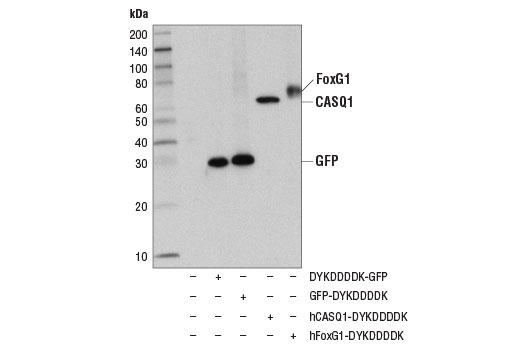 Western Blotting Image 1: DYKDDDDK Tag (D6W5B) Rabbit mAb (Binds to same epitope as Sigma's Anti-FLAG® M2 Antibody) (BSA and Azide Free)
