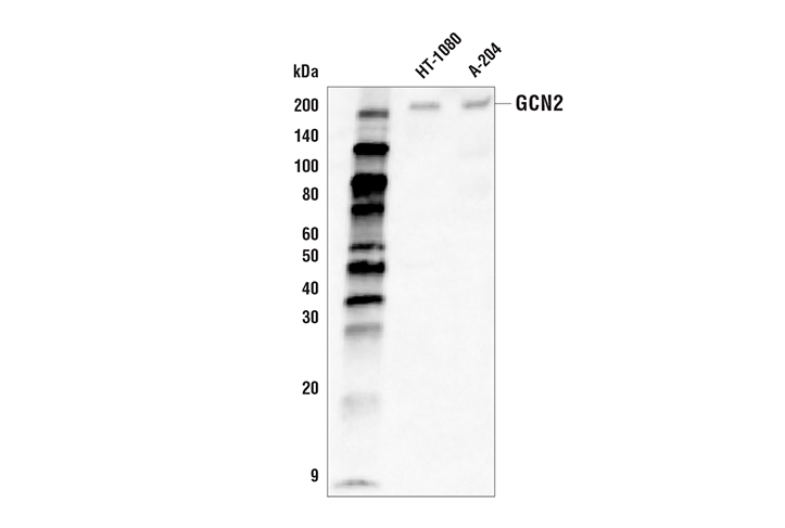 Western Blotting Image 1: GCN2 (E7G7E) Rabbit mAb (Biotinylated)