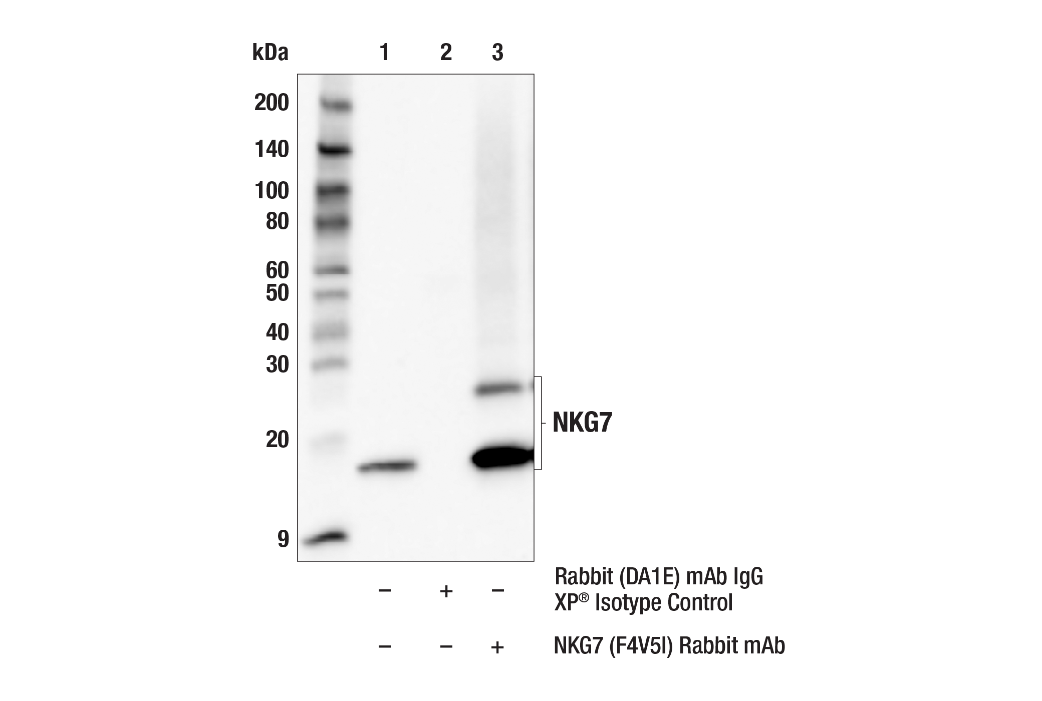 Immunoprecipitation Image 1: NKG7 (F4V5I) Rabbit mAb