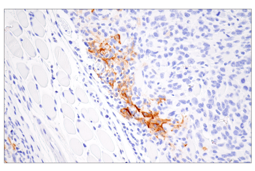Immunohistochemistry Image 3: iNOS (E1W4J) Rabbit mAb (BSA and Azide Free)