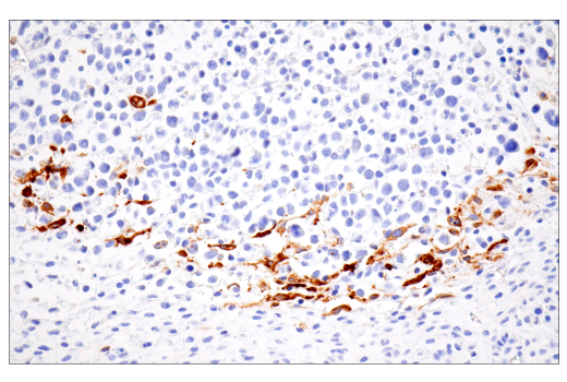 Immunohistochemistry Image 2: iNOS (E1W4J) Rabbit mAb (BSA and Azide Free)