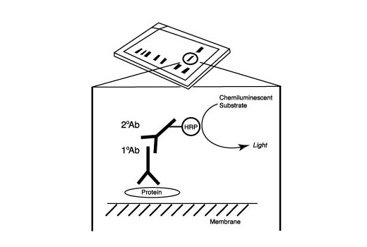  Image 11: Cell Fractionation Antibody Sampler Kit