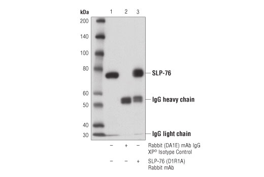 Immunoprecipitation Image 1: SLP-76 (D1R1A) Rabbit mAb