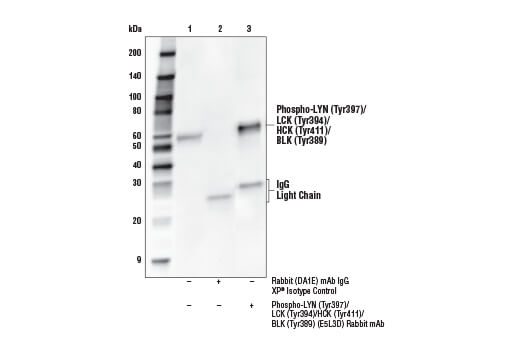 Immunoprecipitation Image 1: Phospho-LYN (Tyr397)/LCK (Tyr394)/HCK (Tyr411)/BLK (Tyr389) (E5L3D) Rabbit mAb