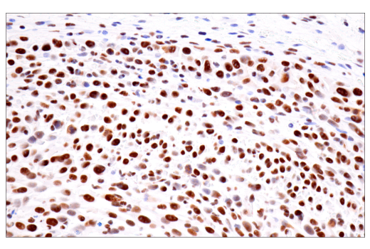 Immunohistochemistry Image 10: CPSF4 (E2L2Z) Rabbit mAb