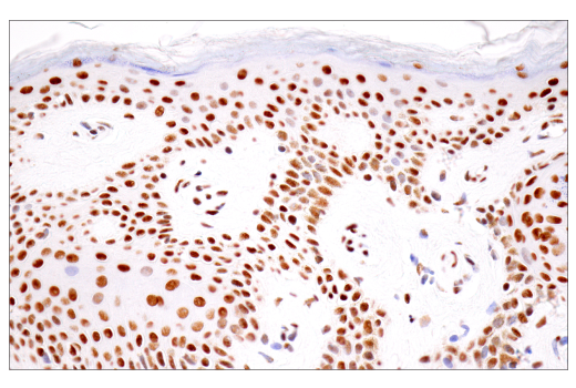 Immunohistochemistry Image 9: CPSF4 (E2L2Z) Rabbit mAb