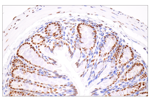 Immunohistochemistry Image 13: CPSF4 (E2L2Z) Rabbit mAb