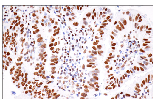 Immunohistochemistry Image 2: CPSF4 (E2L2Z) Rabbit mAb