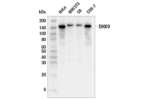 Western Blotting Image 1: DHX9 Antibody
