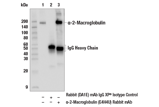 Immunoprecipitation Image 1: α-2-Macroglobulin (E4H4U) Rabbit mAb