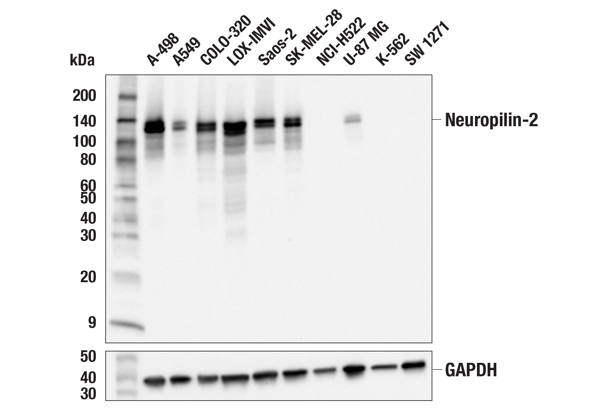 Western Blotting Image 1: Neuropilin-2 (E5Q2G) Rabbit mAb (BSA and Azide Free)