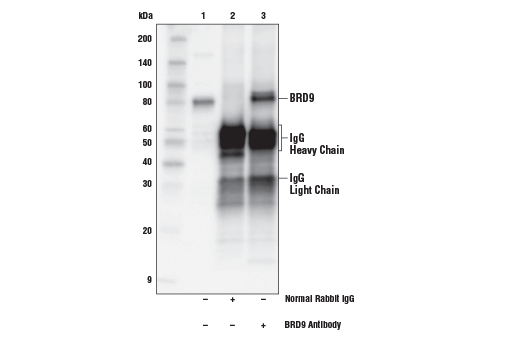 Immunoprecipitation Image 1: BRD9 Antibody
