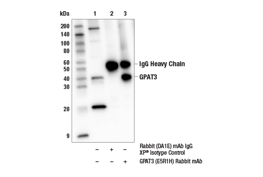 Immunoprecipitation Image 1: GPAT3 (E5R1H) Rabbit mAb