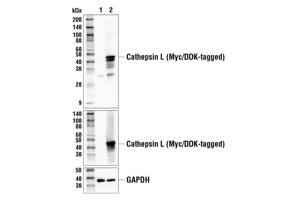 Western Blotting Image 2: Cathepsin L Antibody