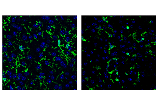 Immunofluorescence Image 1: F4/80 (BM8.1) Rat mAb