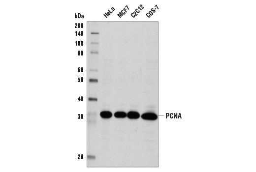 Western Blotting Image 1: PCNA (D3H8P) XP® Rabbit mAb (BSA and Azide Free)