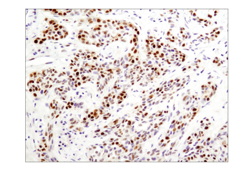 Immunohistochemistry Image 1: PCNA (D3H8P) XP® Rabbit mAb (BSA and Azide Free)