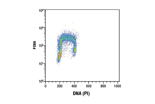 Flow Cytometry Image 1: PCNA (D3H8P) XP® Rabbit mAb (BSA and Azide Free)