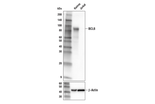 Western Blotting Image 1: BCL6 (D4I2V) XP® Rabbit mAb (Biotinylated)