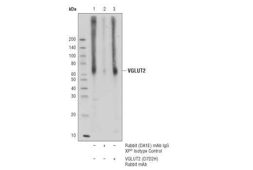 Immunoprecipitation Image 1: VGLUT2 (D7D2H) Rabbit mAb