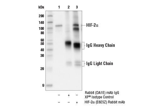 Immunoprecipitation Image 1: HIF-2α (E8E5Z) Rabbit mAb