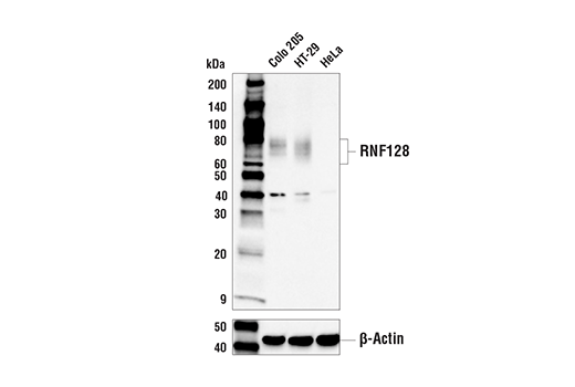 Western Blotting Image 1: RNF128 Antibody
