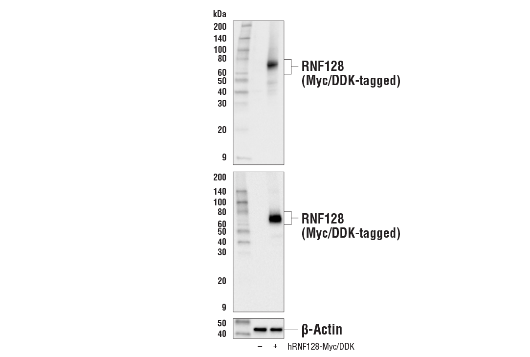 Western Blotting Image 2: RNF128 Antibody