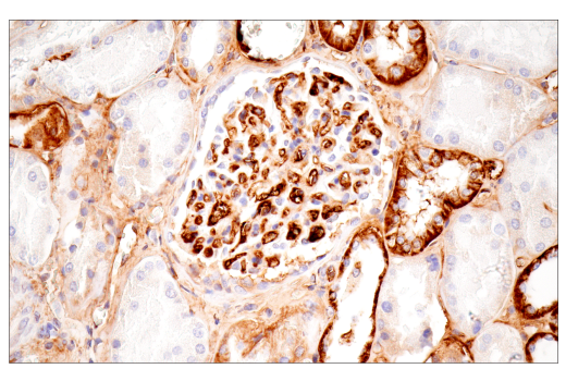 Immunohistochemistry Image 9: α-2-Macroglobulin (E6N7X) Rabbit mAb