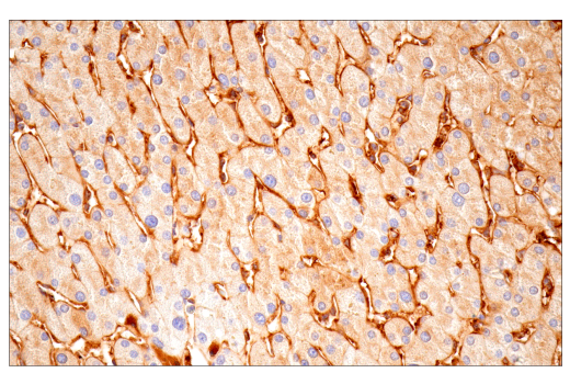 Immunohistochemistry Image 12: α-2-Macroglobulin (E6N7X) Rabbit mAb