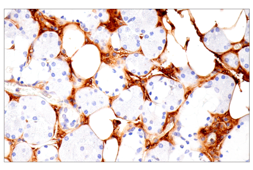 Immunohistochemistry Image 11: α-2-Macroglobulin (E6N7X) Rabbit mAb