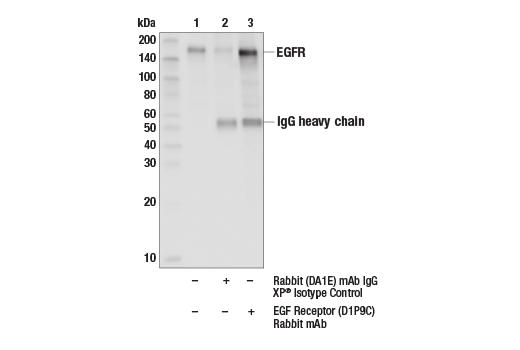 Immunoprecipitation Image 1: EGF Receptor (D1P9C) Rabbit mAb
