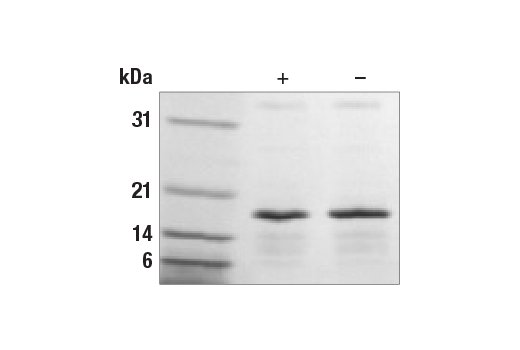  Image 1: Human/Mouse Indian Hedgehog (Ihh) Recombinant Protein