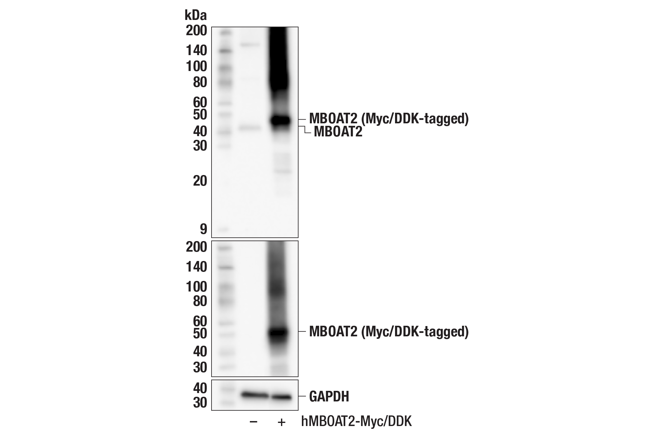 Western Blotting Image 3: MBOAT2 (F8Z4U) Rabbit Monoclonal Antibody