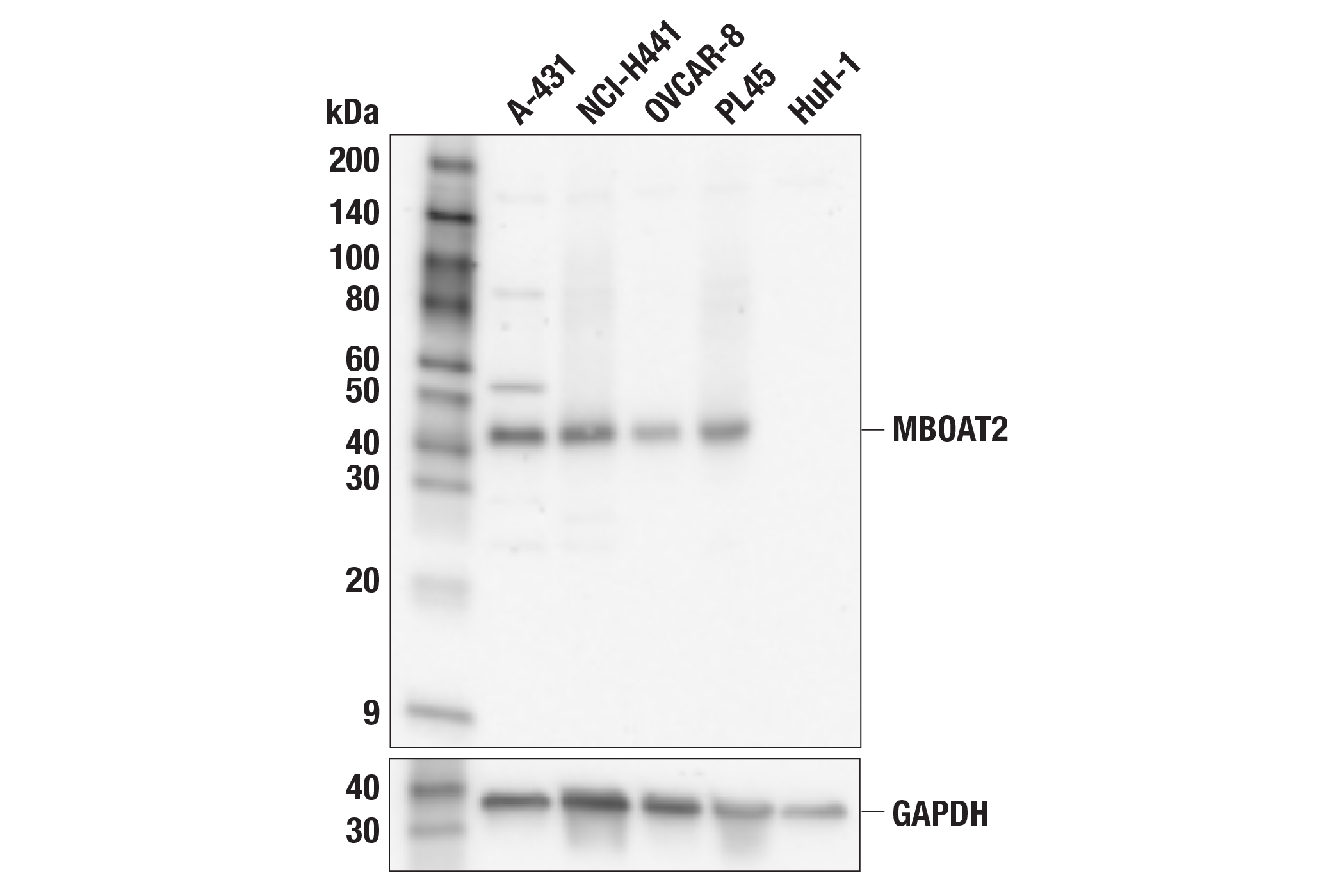 Western Blotting Image 2: MBOAT2 (F8Z4U) Rabbit Monoclonal Antibody