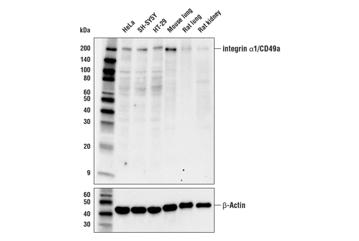 Western Blotting Image 1: Integrin α1/CD49a Antibody