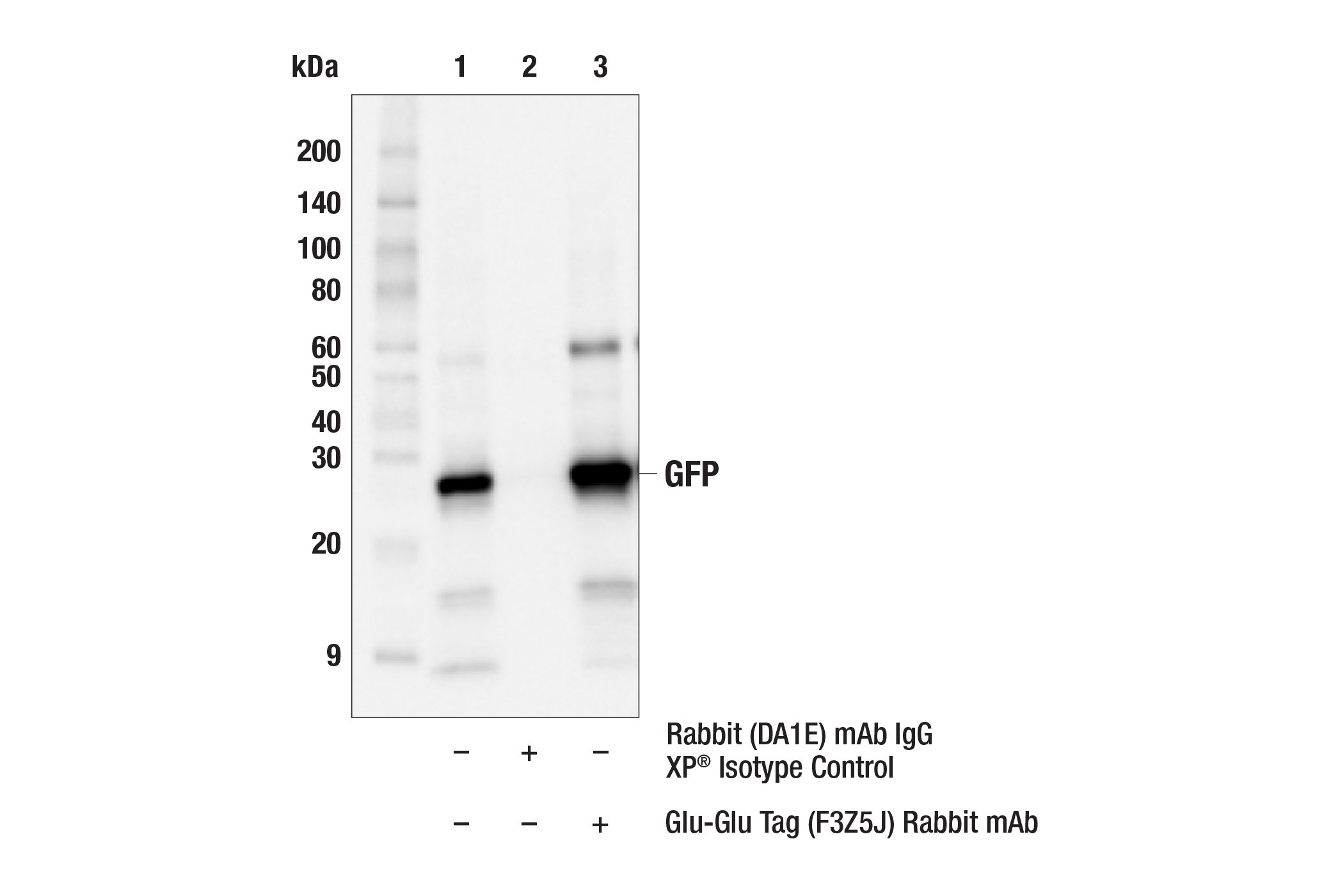Immunoprecipitation Image 2: Glu-Glu Tag (F3Z5J) Rabbit mAb