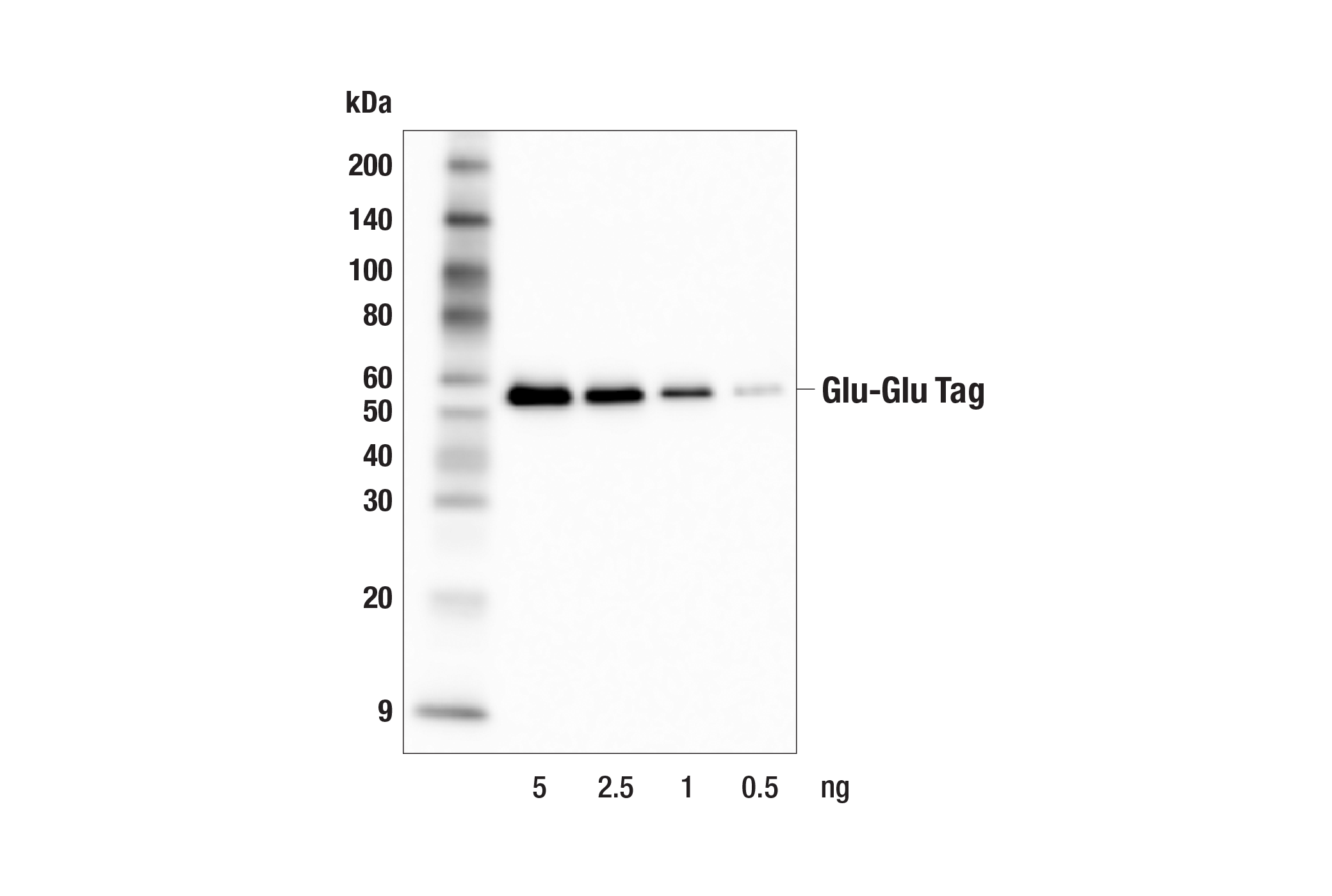 Western Blotting Image 2: Glu-Glu Tag (F3Z5J) Rabbit mAb