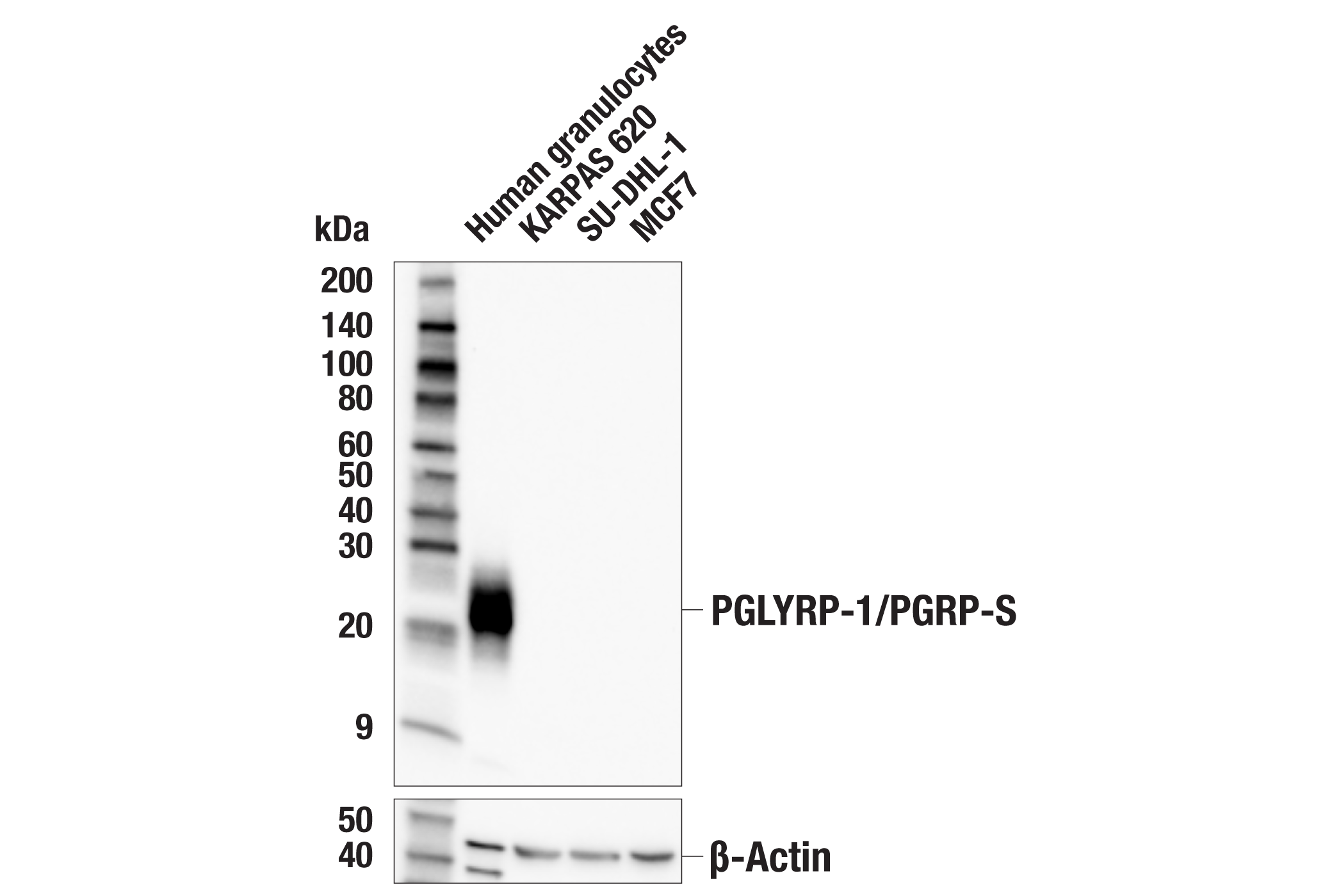 Western Blotting Image 1: PGLYRP-1/PGRP-S (E3V2X) Rabbit mAb