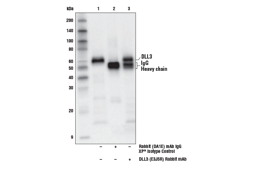 Immunoprecipitation Image 1: DLL3 (E3J5R) Rabbit mAb